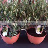 Olive Tree -Olea Europaea "Arbustivo - Bush" thumbnail-6