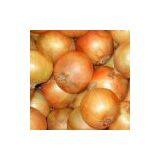 Fresh Yellow Onion thumbnail-1