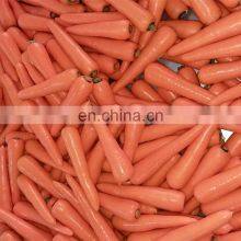 Sinocharm BRC A Approved 6-8MM IQF Carrot Slices Frozen Carrot thumbnail-3