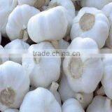 Sell Pure White Garlic thumbnail-1