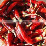 S -12 TEJA CHILLI INDIA SUPPLIER