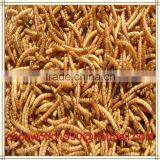 Mealworms Safe to Eat/pigeons Eat Mealworms/freeze Mealworms thumbnail-1
