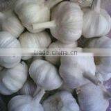 Chinese Garlic thumbnail-1