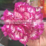 Cheap Big Carnations Heads for Wholesale thumbnail-5
