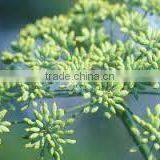 Fennel Seed Oil thumbnail-1