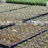 Horticultural Grade Vermiculite 2-4mm for Hydroponics Wholesale thumbnail-3