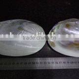 Wholesale Chinese Polished Raw River Shell thumbnail-4