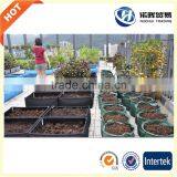Oyster Mushroom Grow Bag thumbnail-1