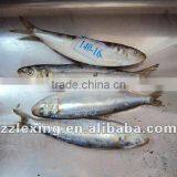 Fresh Frozen Sardines On Sale thumbnail-2