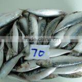 Best Price for Canning Frozen Sardine Seafood thumbnail-4