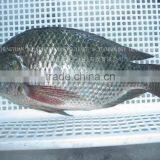 GOOD QUALITY FRESH TILAPIA thumbnail-1