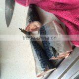 2016 Landing Sea Frozen Mackerel 150-200g thumbnail-5