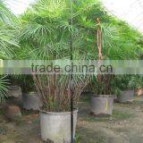 Rhapis Multifida thumbnail-1