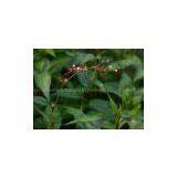 Resveratrol thumbnail-2