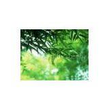 Bamboo Leaf Extract(rossonl@huacheng-biotech.com)
