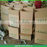 2014 Fresh Fruit Fuji Apple Wholesale for Dubai (In the Preferential...) thumbnail-5
