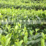 Fresh, high quality, cheap price Vietnam green tea