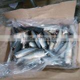 HGT Frozen Mackerel Price