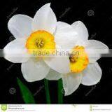 Narcissus Essential Oil