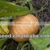 Light Yellow Skin and Uneven Pumpkin Seeds