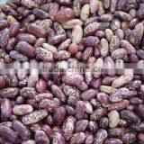 PURPLE SPECKLED KIDNEY BEANS,SPECKELD KIDNEY BEANS,KIDNEY BEANS thumbnail-1