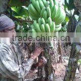 Green Fresh Cavendish Banana From India thumbnail-4