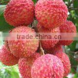 2016 Fresh Fruit Lichee From China thumbnail-3