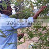Fresh Bamboo Leaves thumbnail-4