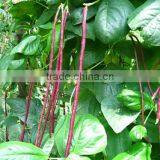 HBE10 Shenma Red OP Beans Seeds thumbnail-1