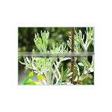 Armoise Oil thumbnail-1