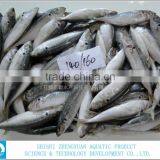 SEA FROZEN HORSE MACKEREL FISH 140-160 PCS/10KG thumbnail-1