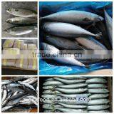 Wholesale New Fresh Frozen Seafood With Competitive Price thumbnail-1