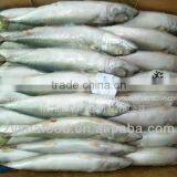 Frozen Mackerel Frozen Basa Fish thumbnail-1