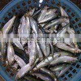 Fresh New Arrival Whole Round Frozen Sardine on Sale thumbnail-1