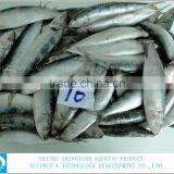 Best Price Frozen Sardine Fish thumbnail-2