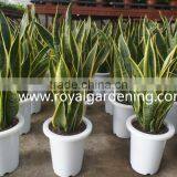 Sansevieria Trifasciata Ornamental Plants thumbnail-1