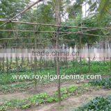 Jacaranda Mimosifolia Landscaping Tree for Tropical Climate thumbnail-2