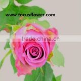 Fragrant aroma crazy selling natural roses natural roses fresh cut roses cool beauty rose with 0.8_1.2kg/bundle from kunming