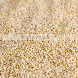 Quinoa Seed thumbnail-1