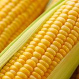 Imported Fresh Sweet Corn Quality Canned Sweet Corn Natural Fresh Sweet Corn Food Prices