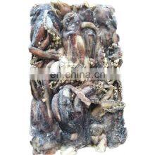 Frozen Squid Tentacle Frozen Indian Ocean Squid Tentacle Frozen Tentacles of Squid