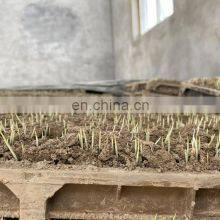 Kubota Similar Paddy Seedling Machine thumbnail-4