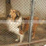 Iron Fence Dog Kennel
