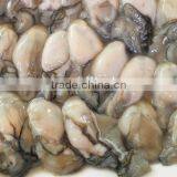 Frozen Oyster Meat