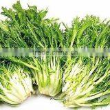 Fresh Endive thumbnail-1