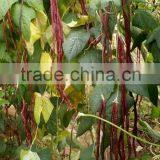 High Quality Red Long Bean Seeds Cowpea Seeds for Cultivation-Chun Qiu 22 thumbnail-2
