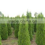 Thuja Occidentalis Plant