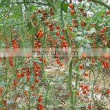 High Resistance High Yield Hybrid F1 Cherry Tomato Seeds thumbnail-1
