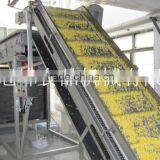 Sweet Corn Processing Machine IQF Frozen Line thumbnail-6
