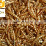 Chicken Feed Dried Mealworm, Wild Bird Food Mealworm thumbnail-1